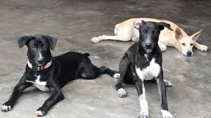 Free puppies and puppies for adoption on here come from world reknown breeders that are looking for homes that would adopt these puppies for free, be sure to scroll through our listings for free puppies. Animal Adoption Centres In Kl