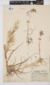 Image result for Bromus leptoclados