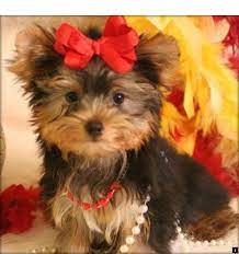 Read About Adopt A Puppy For Free Simply Click Here For More Info Viewing The Websi Yorkshire Terrier Puppies Yorkshire Terrier Yorkshire Terrier Training