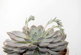 Echeveria giant blue large mountain crest gardens. Mexican Snowballs Echeveria Elegans Care Growing Guide
