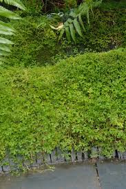 Image result for Selaginella versicolor