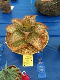 Oc cactus & succulent show 2019. Aloe Aloe Deltoideodonta In The Aloes Database Garden Org