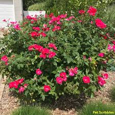 It's like an actual living plastic plant. Should You Deadhead Knockout Roses Garden Sanity By Pet Scribbles