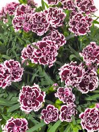 Maybe you would like to learn more about one of these? Dianthus Odessa Pierrot Bluestone Perennials