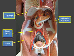 Make your work easier by using a label. Labeled Torso Model Muscles Temporalis Buccinator Depressor Anguli Oris Ppt Download