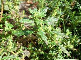 Image result for Campylospermum hiernii