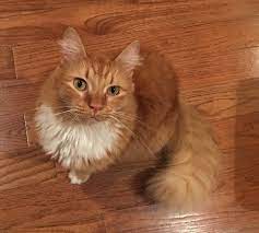 The coat is medium long in length with a silky and soft undercoat. Orange Tabby Long Hair Cat Novocom Top