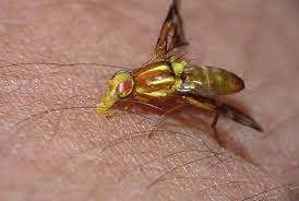 Yellow Flies Tips For Dealing With This Florida Pest 30a