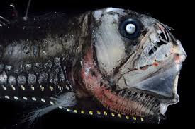 Grouper are mainly deep water fish, some species are found in waters nearly 500 feet deep. Aliens Of The Deep Biographic