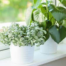 Check spelling or type a new query. Indoor Plants The Home Depot
