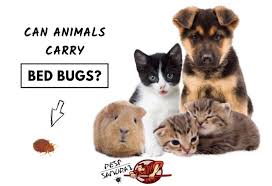 Pyrethrins were invented not as a. Bed Bugs On Animals Can Animals Carry Bed Bugs Pest Samurai
