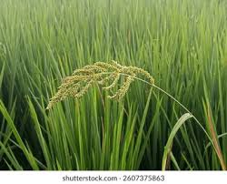 Image result for Echinochloa pyramidalis