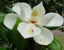 Magnolia Flower Meaning Dictionary Auntyflo Com Magnolia Flower Magnolia Grandiflora Flower Meanings