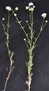 Image result for Buchnera capitata