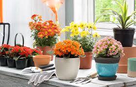Los mejores precios de sustrato cactus y suculentas en amazon. Enraizador Para Plantas Home Depot