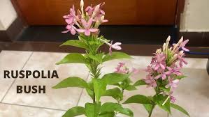 Image result for Ruspolia seticalyx