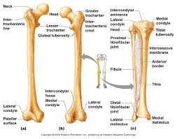 What are the two bones in the lower arm called : Lower Leg Bone Anatomy Anatomy Drawing Diagram