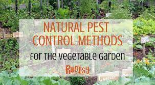 I bet you didn't know this, but… i'm in the thick of canning and freezing vegetables and fruit. Natural Pest Control In The Vegetable Garden Rootsy Network