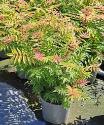 Image result for Sorbaria