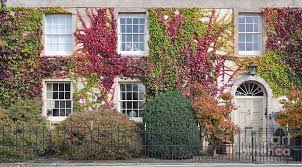 10 burford street, lechlade gl7 3ap, england. Boston Ivy In Autumn On A Town House In Lechlade Cotswolds Photograph By Tim Gainey