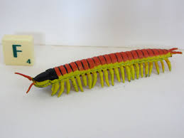 The amazonian giant centipede is the largest centipede of the scolopendra genus with a maximum body length of about 12 inches (30 cm). Amazonian Giant Centipede Toyanimalwiki
