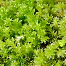 Image result for Rhipidoglossum microphyllum
