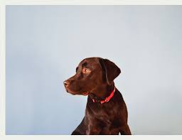 Friendship pet hospital & wellness center has updated their hours and services. Crozet Animal Wellness Center