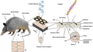 Armadillo Animal Information - Mammal With A Shell!