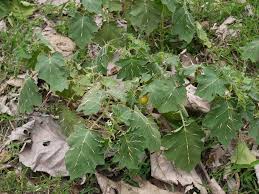 Image result for Solanum viarum