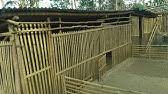Menutup dinding kandang untuk menutup dinding kandang bebek petelur kapasitas 1000 ekor bisa menggunakan bambu atau tembok dengan ketinggian 60 centimeter dari lantai. Kandang Ternak Bebek Sederhana Kapasitas 200 Ekor Youtube