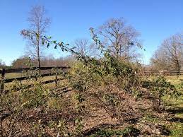 Keep new plants protected with mulch to prevent drying out. When Are My Roses Dormant Enough For Some Light Trimming Finegardening