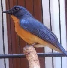 Bagi para pemula pasti akan lebih sulit dibandingkan membedakan dari segi fisik. Inilah 3 Jenis Burung Tledekan Terbaik Yang Ada Di Indonesia