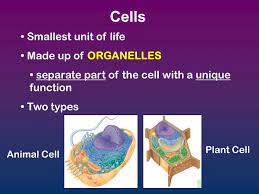 Organelles make up the subunits of a cell. Cells Organelles Ppt Download