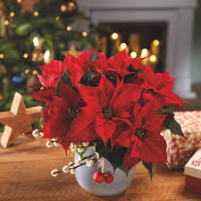 Image result for christmas pictures