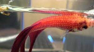 Getting a walmart fishing license is as easy as stepping up to the counter in the department that sells fishing and hunting supplies and showing a photo id, but there. Walmart Tell Walmart To Stop Selling Betta Fish Betta Fish Betta Fish