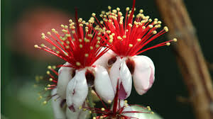 Image result for Feijoa