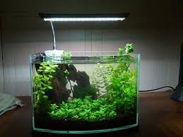 3 Gal Low Tech Failed Betta And Failed Cbs Nano Aquarium Planted Aquarium Low Tech