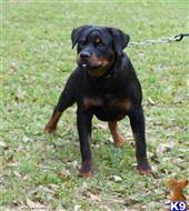 Giant german rottweiler puppies for sale : Rottweiler Puppies For Sale In Florida