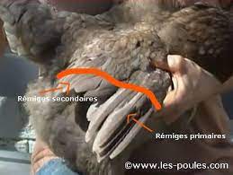Ch, chch, ich, ouch (001), r. Poule Qui Vole Comment Couper L Aile D Une Poule