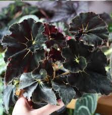 Pin On Begonia Index