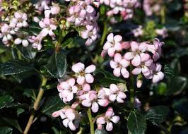 See more ideas about california plants, plants, landscaping plants. Catch The Scent With Fragrant Flowering Shrubs T Y Nursery