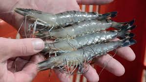 Aturan halal dan haram makanan sudah jelas dalam alquran dan para hanbalis, syafi'i, dan maliki menyatakan bahwa semua ini sehat dan halal untuk dimiliki. Islamic Clerics In Dispute Over Indian Prawn Fatwa