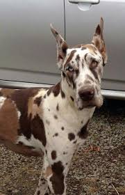 Brindle great danes are color pure. 100 Great Danes Ideas Dane Great Dane Great Dane Puppy