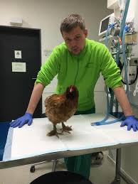 Tierarztpraxis Schwachhausen Dr. Kellermeier