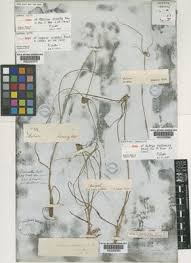 Image result for Cyperus dubius