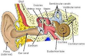 You should make a label that represents your brand and creativity. Human Ear Diagram With Label Health Images Reference