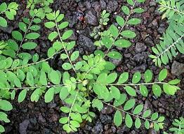 Image result for Phyllanthus tenellus