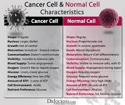 For example, breast and ovarian cancer cells. The Difference Between Normal And Cancer Cells Drjockers Com