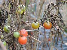 Lift up the leaves of your tomato plants and look for tiny caterpillar eggs. Can Tomato Plants Recover From Frost Damage