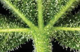 The Benefits Of Uv Light For Indoor Growing Dorm Grow